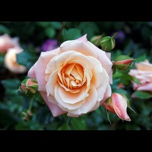 Meet your Posher, Rose